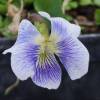 Viola papilionacea ‘Alba’