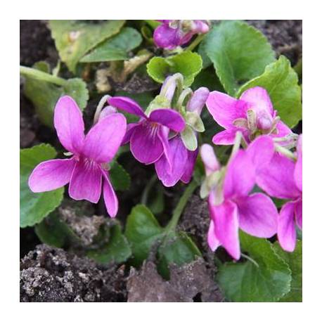 Viola odorata ‘Miracle Classy Pink’