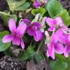 Viola odorata ‘Miracle Classy Pink’