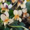 Viola odorata ‘Sulphurea’