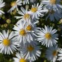 Aster dumosus 'Apollo'