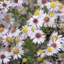 Aster ericoides 'Erlkônig'