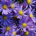 Aster dumosus 'Lady in Blue'