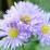 Aster novi-belgii 'Marie Ballard'