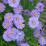 Aster dumosus 'Mittelmeer'