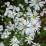 Aster pilosus var. pringlei 'Monte Cassino'