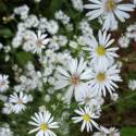 Aster pilosus var. pringlei 'Monte Cassino'