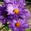 Aster novi-belgii 'Patricia Ballard'