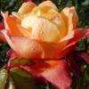 Rosa 'Shining Beauty'