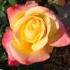 Rosa 'Shining Beauty'
