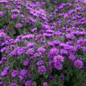Aster novae-angliae 'Purple Dome'