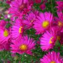 Aster novae-angliae 'Vibrant Dome'
