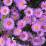Aster dumosus 'Wood's Purple'