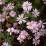 Aster novi-belgii 'Wood's Pink'