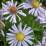Aster dumosus 'Zwergenhimmel'