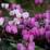 Cyclamen coum