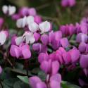 Cyclamen coum