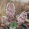 Petasites hybridus
