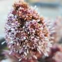 Petasites hybridus