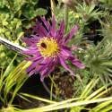 Pulsatilla vulgaris subsp. grandis 'Papageno'