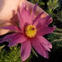 Pulsatilla vulgaris subsp. grandis 'Papageno'
