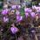 Cyclamen hederifolium