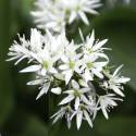 Allium ursinum (Aglio orsino)