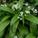 Allium ursinum (Aglio orsino)