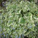 Brunnera macrophylla 'Variegata'