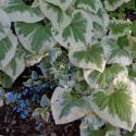 Brunnera macrophylla 'Variegata'