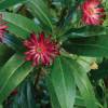 Illicium mexicanum x floridanum album 'Woodland Ruby'