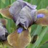 Iris pumila 'Hocus Pocus'