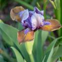 Iris pumila 'Hocus Pocus'