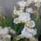 Iris pumila 'Snow Tree'