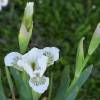 Iris pumila 'Snow Tree'