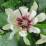 Calycanthus "Venus" (Sinocalycanthus chinensis)