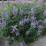 Vitex agnus castus