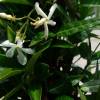 Trachelospermum jasminoides 'Angustifolia'