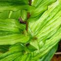 Tricyrtis hirta 'Lightning Strike