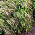 Hakonechloa macra