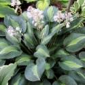 Hosta "Kiwi Full Monty"