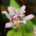 Tricyrtis hirta 'Lightning Strike