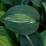 Hosta "Kiwi Full Monty"