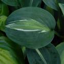 Hosta "Kiwi Full Monty"