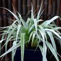 Astelia 'Silver Shadow'