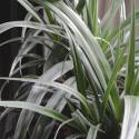 Astelia 'Silver Shadow'