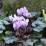 Cyclamen cilicium