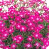 Dianthus superbus 'Hol Kaori' (sin. "Kaori Pink")