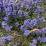 Ajuga reptans 'Chocolate Chip'