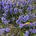 Ajuga reptans 'Chocolate Chip'